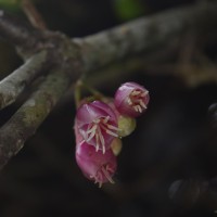 Medinilla fuchsioides Gardner